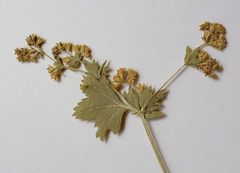 Alchemilla vorotnikovii