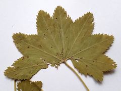 Alchemilla vorotnikovii