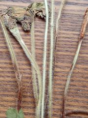 Alchemilla vorotnikovii