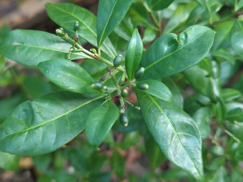 Psychotria ligustrifolia, photograph 6