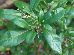 Psychotria ligustrifolia, photograph (c) Tom Field, some rights reserved (CC BY)
