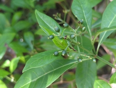 Psychotria ligustrifolia, photograph (c) Tom Field, some rights reserved (CC BY)