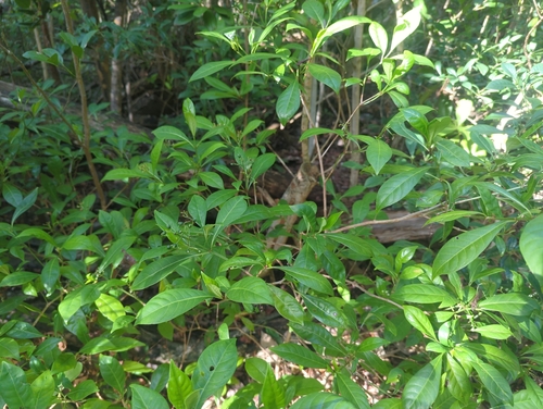 Psychotria ligustrifolia, photograph 5
