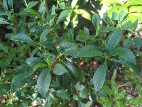 Psychotria ligustrifolia, photograph 2