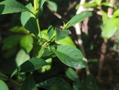 Psychotria ligustrifolia, photograph (c) Tom Field, some rights reserved (CC BY)