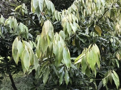 Neolitsea sericea