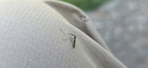 iNaturalist observation photo of Aedes