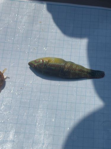 Halichoeres miniatus