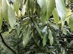Neolitsea sericea