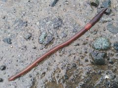 Lumbricus rubellus