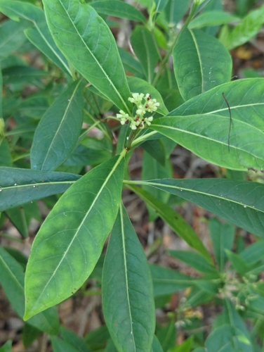 Psychotria ligustrifolia, photograph 1