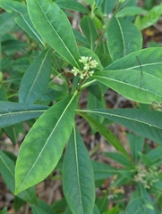 Psychotria ligustrifolia