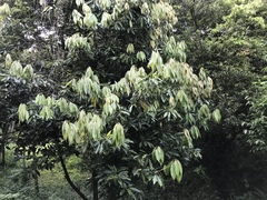 Neolitsea sericea