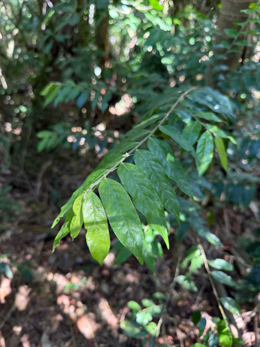 Casearia arborea, 2026-07-16
