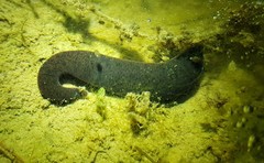 Haemopidae