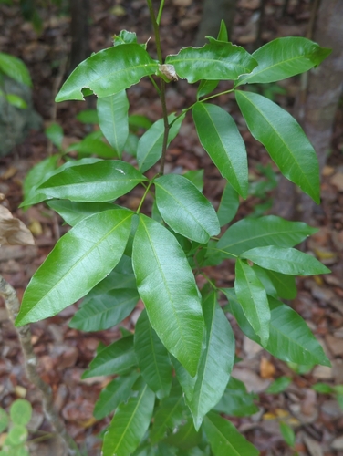 Exothea paniculata