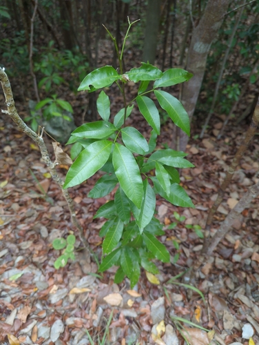 Exothea paniculata, photograph 2