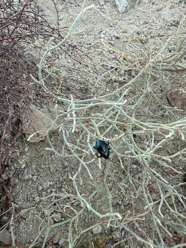 iNaturalist observation photo of Cucujiform Beetles