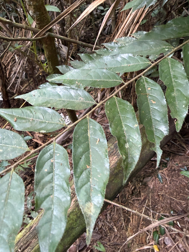 Casearia arborea, 2026-07-16
