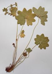 Alchemilla vorotnikovii
