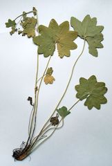 Alchemilla vorotnikovii