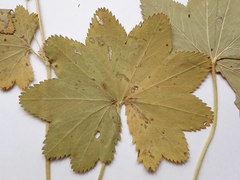 Alchemilla vorotnikovii