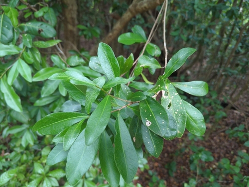 Gymnanthes lucida, photograph 1