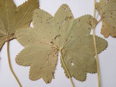 Alchemilla vorotnikovii