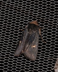 Proteuxoa cinereicollis