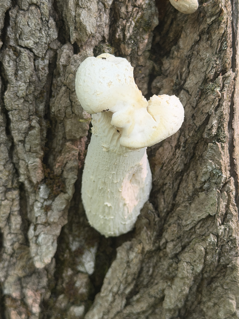 Lynx Paw Oyster · July 2026 · photo: Photo: no rights reserved · iNaturalist
