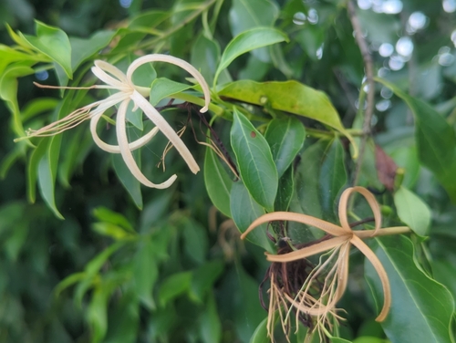 Exostema caribaeum, photograph 3