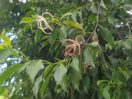 Exostema caribaeum, photograph 4