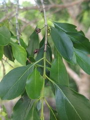 Exostema caribaeum, photograph (c) Tom Field, some rights reserved (CC BY)