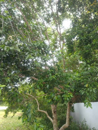 Exostema caribaeum, photograph 6