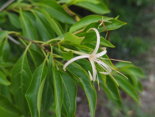 Exostema caribaeum