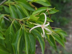 Exostema caribaeum