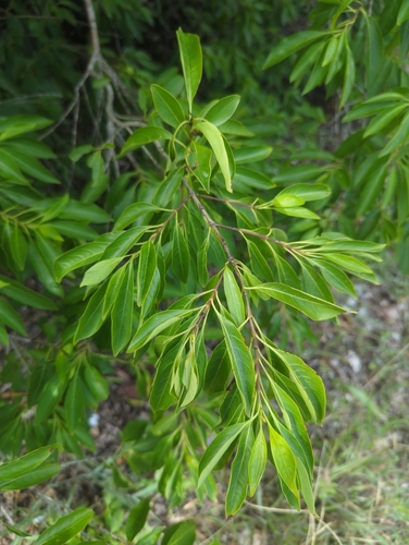 Exostema caribaeum, photograph 1