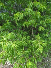 Exostema caribaeum, photograph (c) Tom Field, some rights reserved (CC BY)