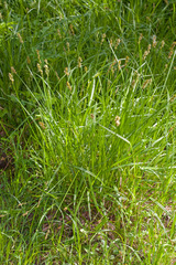 Carex otrubae