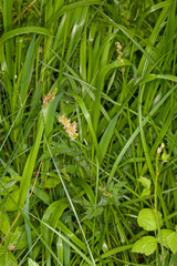 Carex otrubae