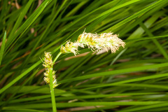 Carex otrubae