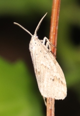 Diota rostrata