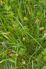 Carex otrubae