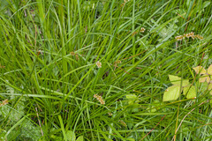 Carex otrubae