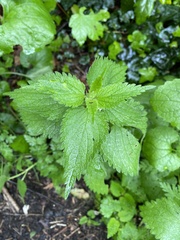 Lamium album