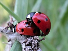 Coccinella septempunctata