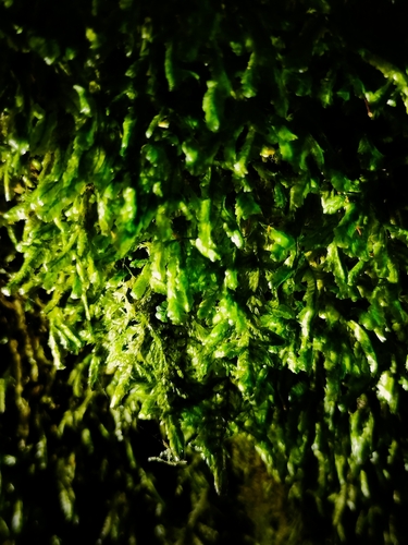 Lime Homalia Moss