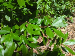 Gymnanthes lucida