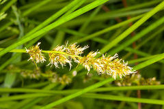 Carex otrubae