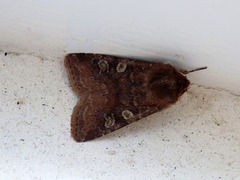 Cerastis leucographa